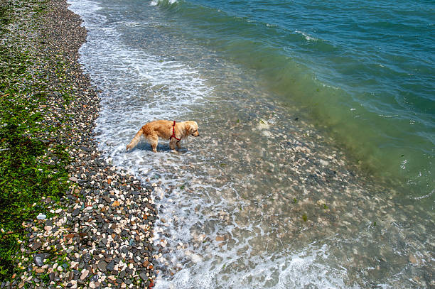 Golden Retriever Cooling Off by the Sea