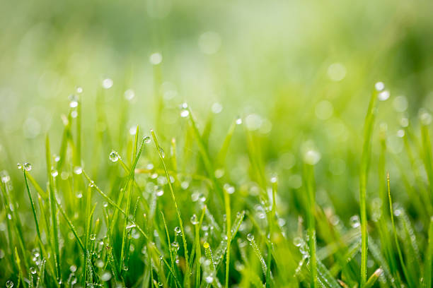 istock Morning dew glistens on fresh green grass in a tranquil outdoor setting 2250648357