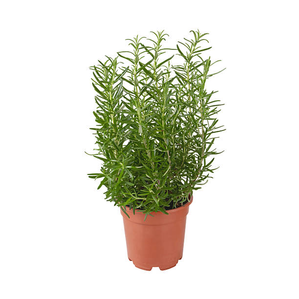 istock Fresh rosemary plant in pot isolated on white background 2250651395