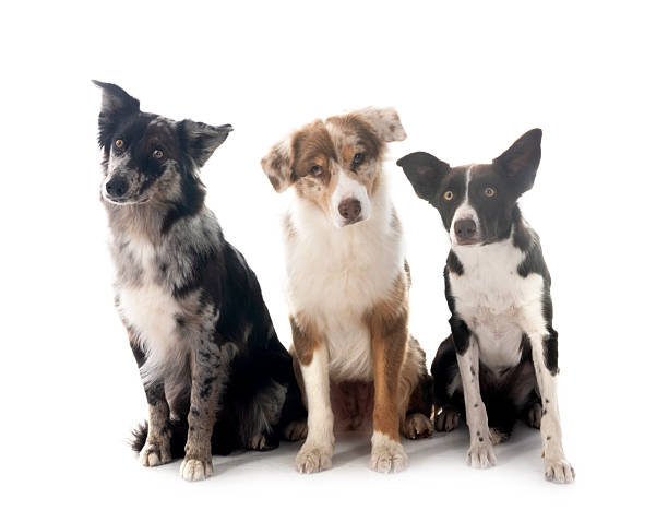 istock australian shepherds and border collie with owner 2250654396