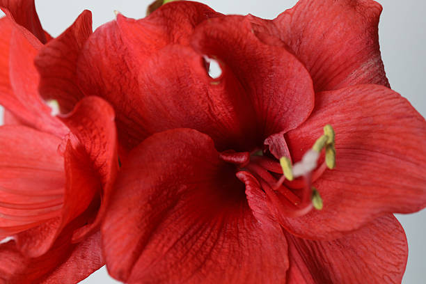 istock Bouquet of red amaryllis on a white background 2250654810