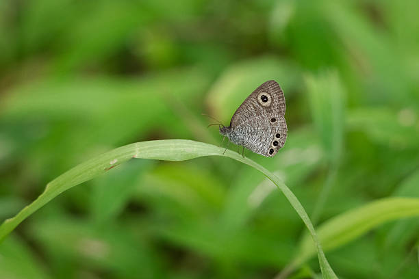 A beautiful little butterfly in nature. Wildlife. Fabulous beauty.