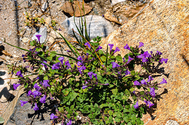 Clinopodium alpinum, the rock thyme