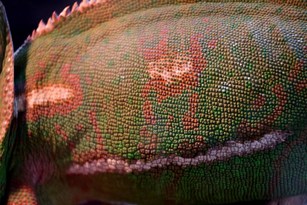Bronchocela cristatella. Green crested chameleon