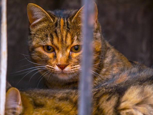 Close-up of a tabby cat