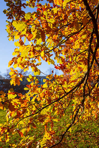 istock Colorful oak leaves in autumn on a tree 2250665014