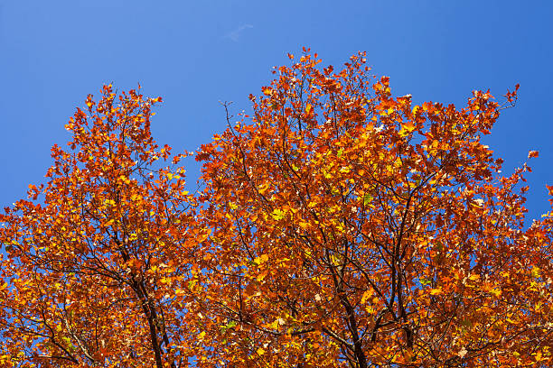 istock Colorful oak leaves in autumn on a tree 2250665139