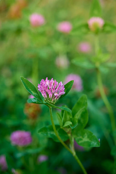 istock Blooming Epilobium angustifolium in meadow in summer. 2250667690
