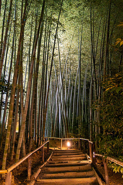 Walking path in beautiful illuminated Kodai-ji temple bamboo forest park during springtime, illumination show in Kyoto, Japan.