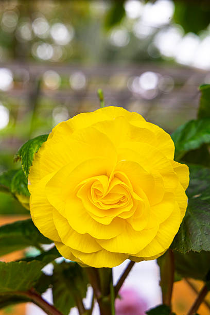 Beautiful yellow Blooming begonia flower (begonia grandflora)