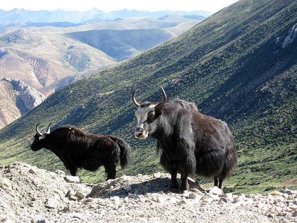 istock Two yaks standing on a mountainous landscape 2250668839