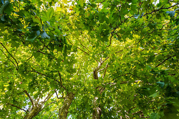 vibrant green tree canopy. upward view on lush green tree branches. lush foliage background. growth and serenity. eco-friendly, wellness, nature-inspired concept. artistic green botanical background