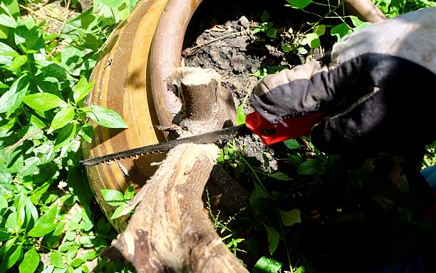 istock Hand Saw Cutting Rough Tree Branch 2250670517