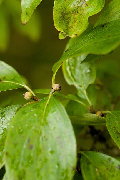 istock Plant list 2025 - Cornus mas 2250670595