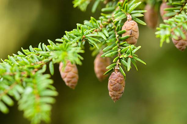 istock Plant list 2025 - Tsuga canadensis (Fantana) 2250670776