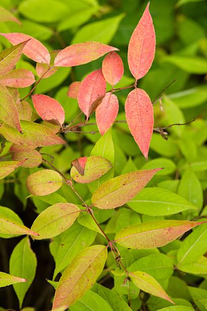 istock Plant list 2025 - Diervilla lonicera 2250671279