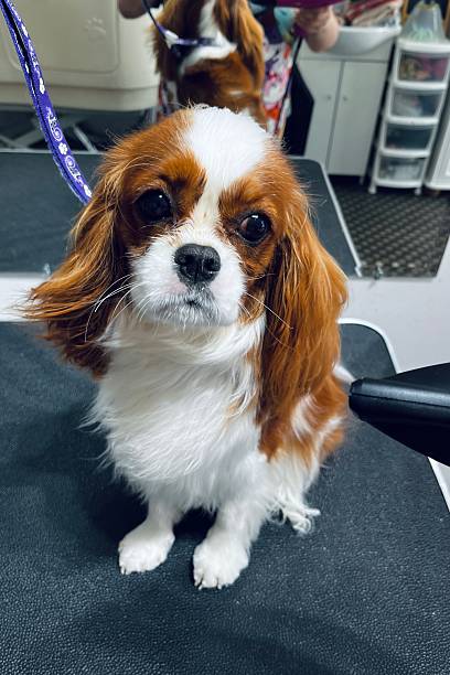 istock Close-up of a white and brown Cavalier King Charles Spaniel sitting on a grooming table while being blow-dried after a bath and brushing, with a mirror in the background. Copy space. Grooming salon 2250671305