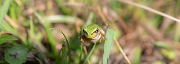istock Photographing a frog with a macro lens 2250671852