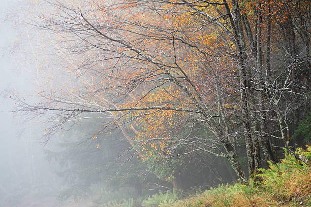 Beautiful autumn forest covered in fog