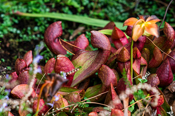 istock Carnivorous flower growing in the garden in summer, selective focus. 2250672180
