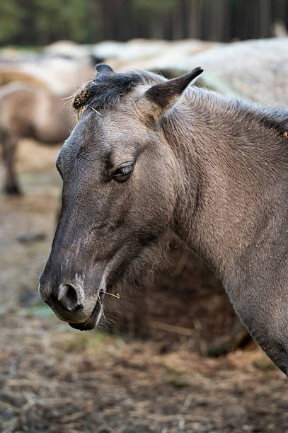 Close up shot of brown  pony eating hay on a snow covered field on a winters day, when the grass is covered and so food is short.