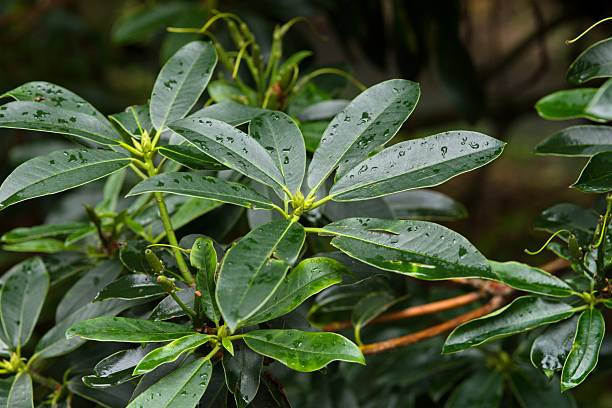 istock Plant list 2025 - Rhododendron (Spatlese) 2250672424