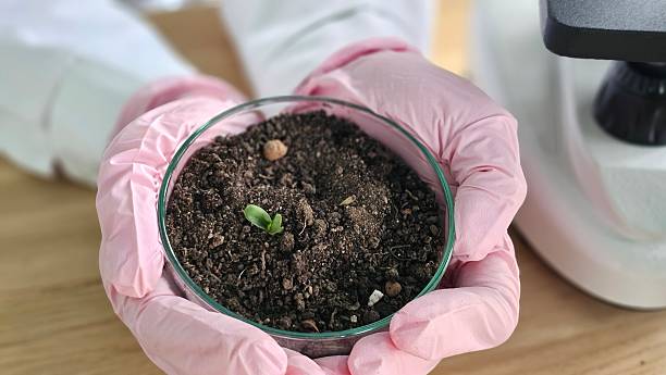 istock Hands hold a clear container with soil and a small green sprout in a lab setting during a science experiment concept 2250673008