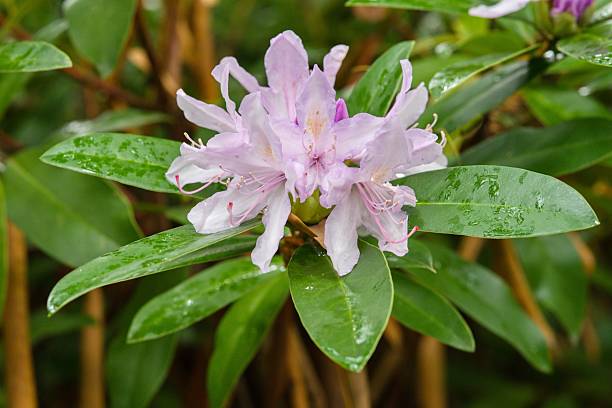 istock Plant list 2025 - Rhododendron hybridum (Bezdez) 2250673457