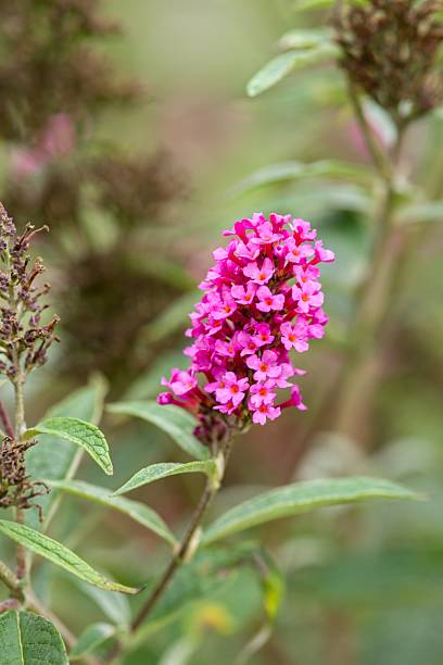 istock Plant list 2025 - Buddleja davidii (Buzz Hot Raspberry) 2250674281