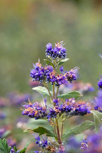istock Plant list 2025 - Caryopteris × clandonensis (Grand Bleu) 2250674450