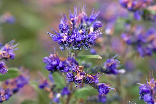 istock Plant list 2025 - Caryopteris × clandonensis (Grand Bleu) 2250674472