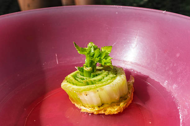 Celery base regrowing plant in pink bowl of water and developing new root system