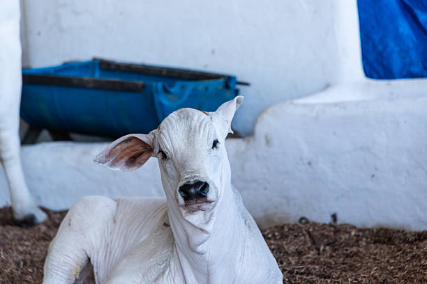 Focus on the profile of a Zebu bull's head, of the Nelore breed, with wrinkled skin, using a metal chain and nylon webbing halter.