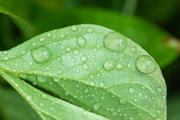 istock Beautiful green leaf with drops of water 2250681663