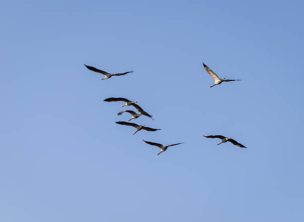 istock flock of migratory birds flying in formation across clear blue sky 2250682784