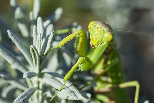 A Giant Asian mantis or Harabiro Mantis waiting for a prey  in the rain tropical  forest on the island of Bali in Indonesia.
