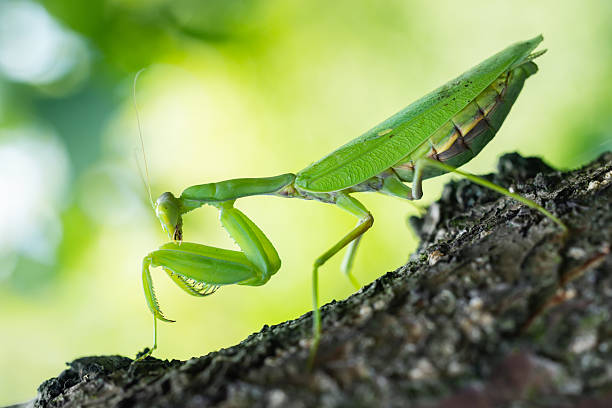 istock European Mantis or Praying Mantis, Mantis Religiosa. Green praying mantis 2250682940