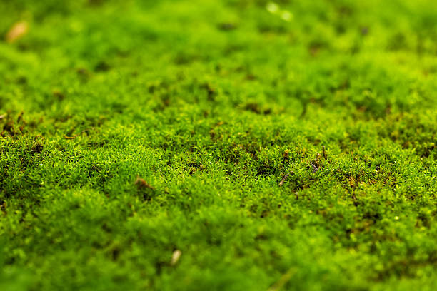 istock Beautiful green moss close up, Moss texture, Moss abstract background 2250683321