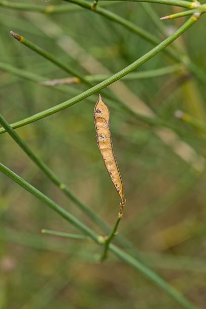 Plant list 2025 - Spartium junceum