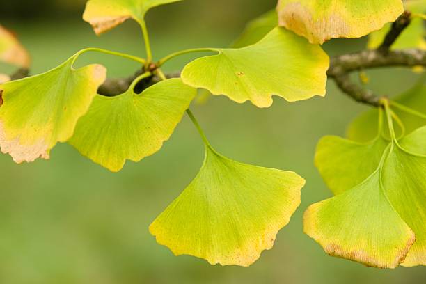 istock Plant list 2025 - Ginkgo biloba (Tit) 2250683870