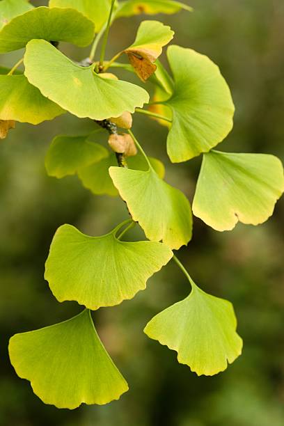istock Plant list 2025 - Ginkgo biloba (Tit) 2250683881