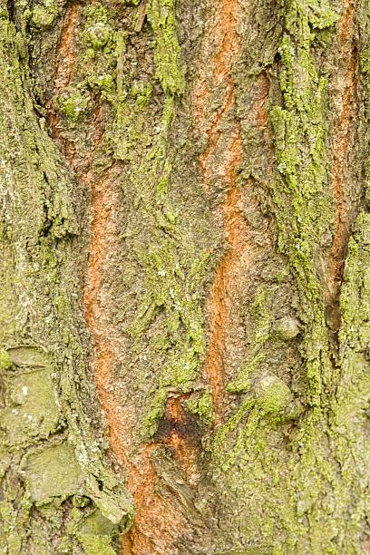 istock Plant list 2025 - Prunus sargentii (Accolade) 2250683908