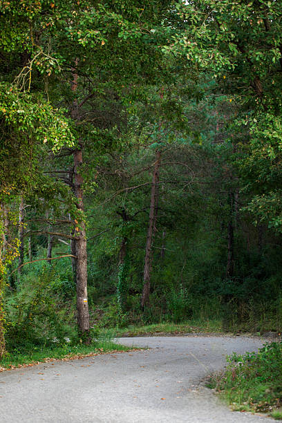 istock Curving rural road through a lush green forest 2250684473