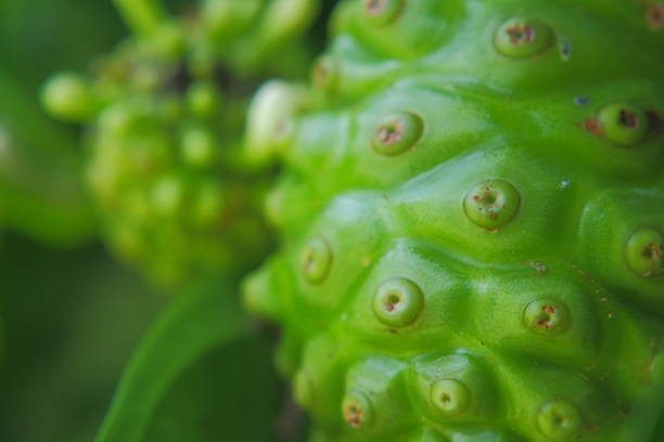 close up of a noni plant