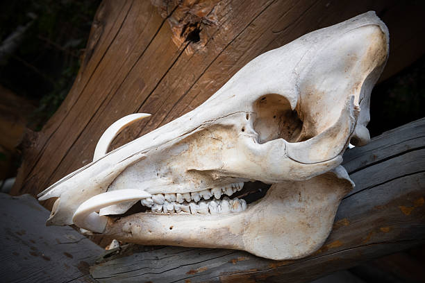 A warthog skull with large fangs hanging on a tree