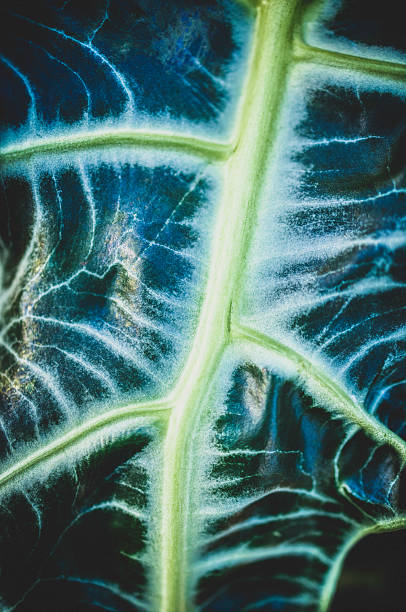 Close-up of a blue-green leaf, vibrant veins highlighted by pale, frost-like textures. The intricate network of stems creates a geometric, organic pattern, evoking natural resilience, freshness, and the quiet beauty of plant life.