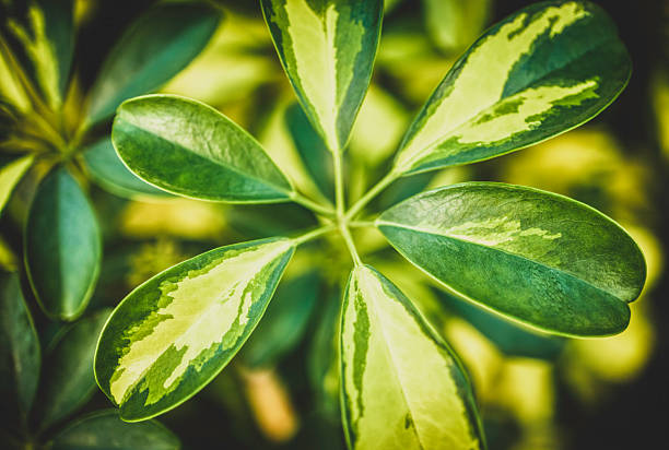 Close-up of variegated green leaves arranged in a star-like pattern, showcasing lime and olive tones. Lush foliage with a soft, blurred background conveys freshness, growth, and natural serenity for botanical or eco-friendly themes.