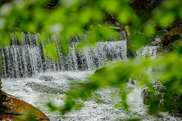 A lush forest scene with a gentle waterfall pouring over a rocky ledge, framed by vivid green leaves in the foreground. Ideal for nature, travel, and outdoor lifestyle stock imagery.