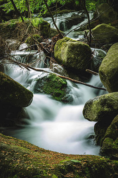 A serene forest scene featuring a moss-covered rocky stream, gently cascading water created by a long exposure, with lush green foliage and fallen branches adding natural texture.