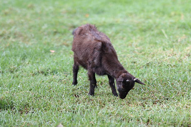 istock Young black goat grazing fresh green grass 2250691550